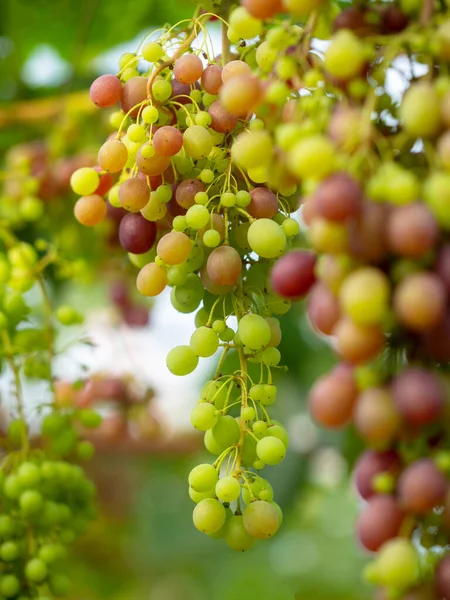 Färska Druvor Hänger Vineyard Vindruvor Vingården Solig Dag — Stockfoto