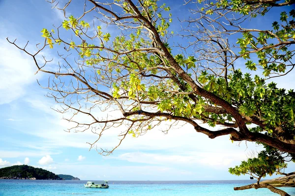 Traumszene. schöner Baum über weißem Sandstrand — Stockfoto