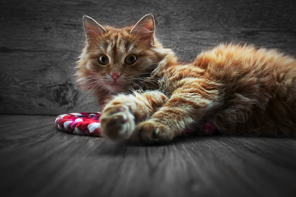Kleine rote Katze — Stockfoto