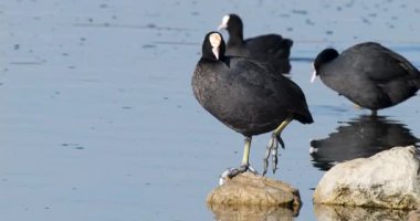 Vahşi yaşam, kuşlar. Avrasya yaban ördeği durgun tatlı su, göller, göletler ve göller gibi tatlı ya da hafif tuzlu sularda yaşar. Bitkiler, tohumlar ve böcekler gibi canlılarla beslenirler..