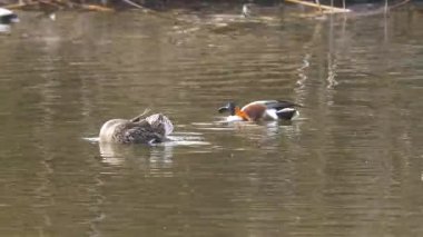 Kuzeyli kürekçi, yüzen ördek türü, genellikle tatlı sularda ve deniz kıyısında yaşar. Spatula şeklindeki gagalarıyla sudaki canlıları, yeşillikleri ve planktonları yiyerek beslenirler..