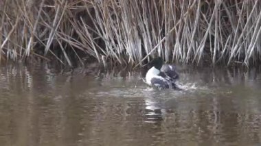 Kuzeyli kürekçi, yüzen ördek türü, genellikle tatlı sularda ve deniz kıyısında yaşar. Spatula şeklindeki gagalarıyla sudaki canlıları, yeşillikleri ve planktonları yiyerek beslenirler..