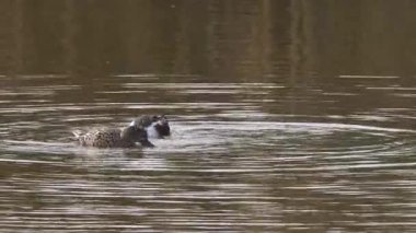 Avrasya kaşık faturası (Platalea lucorodia) sel basmış topraklar, nehirler ve bataklıklar gibi çok büyük sulak alanlarda yaşar. Çoğunlukla böcekler, küçük balıklar ve iribaşlarla beslenir..