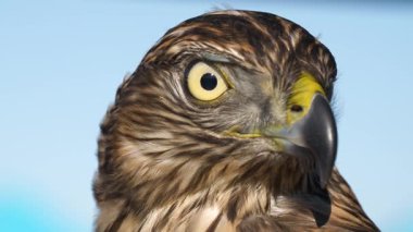 Vahşi yaşam, kuşlar. Avrasya Atmaca (