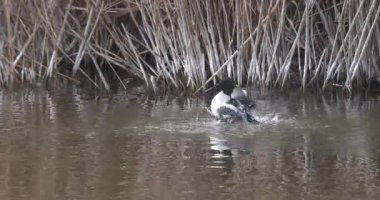 Kuzeyli kürekçi, yüzen ördek türü, genellikle tatlı sularda ve deniz kıyısında yaşar. Spatula şeklindeki gagalarıyla sudaki canlıları, yeşillikleri ve planktonları yiyerek beslenirler..