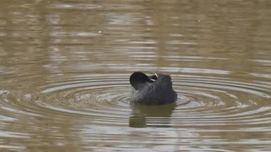 Vahşi yaşam, kuşlar. Avrasya yaban ördeği durgun tatlı su, göller, göletler ve göller gibi tatlı ya da hafif tuzlu sularda yaşar. Bitkiler, tohumlar ve böcekler gibi canlılarla beslenirler..