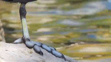 Perdeli Avrasyalı yaban ördeğinin yakın çekim görüntüleri.