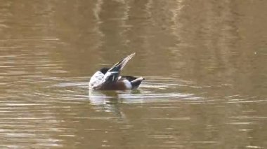 Kuzeyli kürekçi, yüzen ördek türü, genellikle tatlı sularda ve deniz kıyısında yaşar. Spatula şeklindeki gagalarıyla sudaki canlıları, yeşillikleri ve planktonları yiyerek beslenirler..