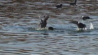 Yavruların çiftleşme mevsiminde dövüştüğü ağır çekim görüntüleri.