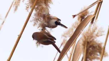 Vahşi yaşam, kuşlar. Sakallı sazlarla (Panurus biarmicus) kuşlar, böcekler ve sulak alanlarda yaşayan sazlıklar ile beslenirler..