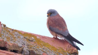 Vahşi yaşam, kuşlar. Yaygın omurgalar dağlarda, vadilerde, orman kenarlarında, bozkırlarda, tarım alanlarında, deniz kıyılarında ve hatta şehirlerde bile görülebilir. Genellikle fare ve köstebek gibi küçük memelilerle beslenirler..