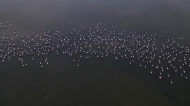 Vahşi yaşam, kuşlar. Flamingolar göllerde, tuz göllerinde veya durgun sulara sahip göllerde büyük gruplar halinde yaşarlar. Genellikle yengeç, karides ve yosun gibi eklembacaklılarla beslenirler..