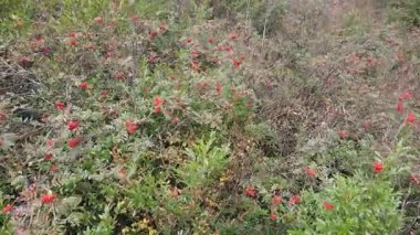 Ormandaki bir kürek ağacı ve meyvelerinin görüntüsü..