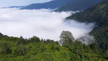 Çam, sedir, boynuz demeti ormanları ve baharda bulutlu mavi gökyüzü..