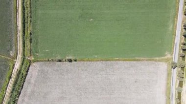 Pamuk ve mısır tarlalarının insansız hava aracı görüntüleri simetrik bir görüntü oluşturuyor..