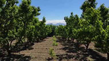 Çeşitli meyve ağaçları olan bir meyve bahçesi. Çiçek açan ağaçların yarattığı ritim ve güzel görüntü..