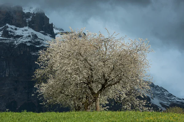 Albero fiorito nella valle di Grindelwald, Svizzera — Foto Stock