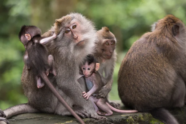 Maymun orman Ubud, Bali