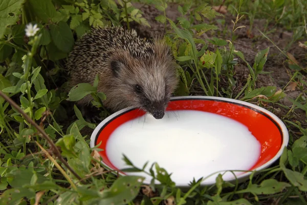 Kirpi ve sütlü tabak, Rusya