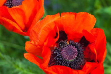Shaggy bumblebee haşhaş bir çiçek nektar toplar