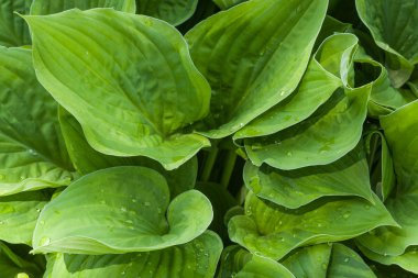 Hosta sonra yağmur, Romanovo, Rusya'nın köyü