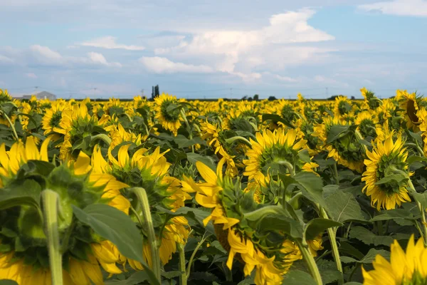 Rusya Krasnodar bölgesinde ayçiçeği tarlası