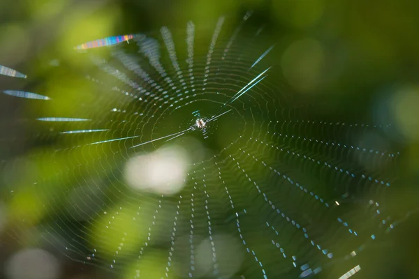 Telaraña en el sol sobre un fondo borroso — Foto de Stock