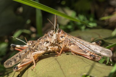 Çekirge Krasnodar bölgesi, Rusya Federasyonu