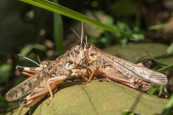 Çekirge Krasnodar bölgesi, Rusya Federasyonu