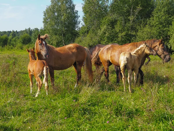 马与他们的小马在牧场, 特维尔地区, 俄罗斯 — 图库照片