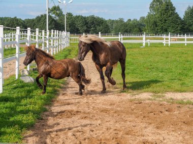 Pony ve piebald damızlık yeşil bir çimenlikte beyaz bir çite karşı oynuyor.
