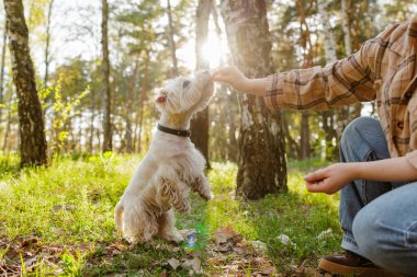 Arka ayakları üzerinde duran küçük beyaz teriyer, yeşil ormanda insan elinden olumlu köpek eğitimi ve açık havada hayvan bakımı alıyor.