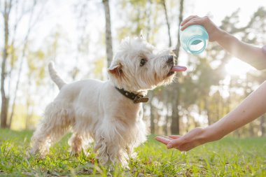 Küçük teriyer su içmek için dilini uzatıyor. Güneşli bir ormanda su içmek için. Evcil hayvan sulama ve yaz güvenliğini gösteriyor.