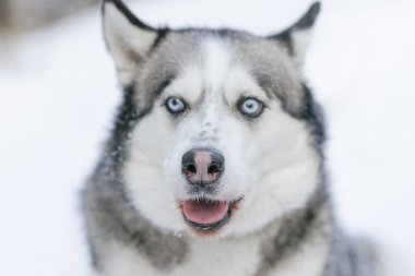 Kar köpeği Husky ormanın arka planında, karlı ormanda ve köpekte