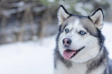 Kar köpeği Husky ormanın arka planında, karlı ormanda ve köpekte