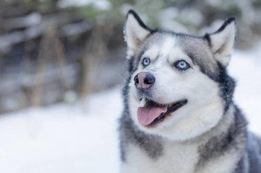 Kar köpeği Husky ormanın arka planında, karlı ormanda ve köpekte