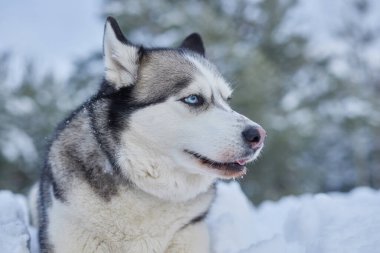 Kışın karda güzel bir Husky köpeğinin portresi, kışın karda bir köpeğin resmi.