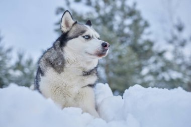 Kışın karda güzel bir Husky köpeğinin portresi, kışın karda bir köpeğin resmi.