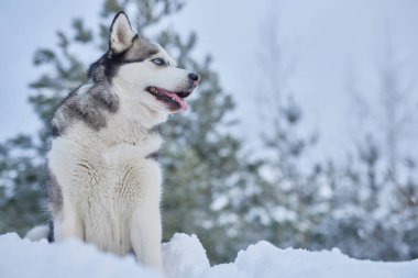 Kışın karda güzel bir Husky köpeğinin portresi, kışın karda bir köpeğin resmi.
