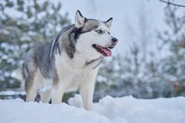 Kışın karda güzel bir Husky köpeğinin portresi, kışın karda bir köpeğin resmi.