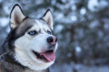 Kışın karda güzel bir Husky köpeğinin portresi, kışın karda bir köpeğin resmi.