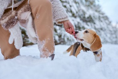 Kışın giysili kız kışın karda Beagle köpeğiyle oynar, kış tatili konsepti.