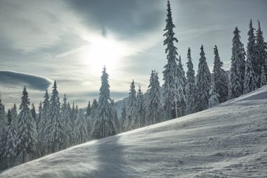 Güzel kış karlı ormanı, kış tatili, kötü kış tipi