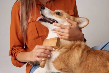 Sahibi, evcil hayvan bakımı sırasında saç fırçasıyla Corgi ceketi fırçalıyor ve hijyen ve rahatlamış köpek sağlığını gösteriyor.