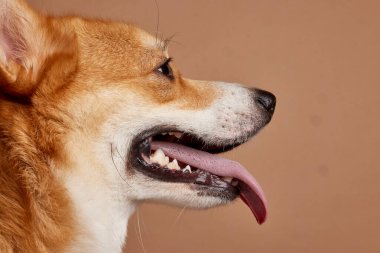 Bej arka planda evcil hayvan sağlığı ve yaz sıcağı kavramı için dili açık mutlu bir Corgi 'nin yan görüntüsü