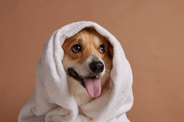 Banyodan sonra beyaz bir başlık içinde mutlu Corgi, bej stüdyo arka planında hayvan bakım hijyeni ve kaplıca konsepti