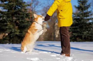 Corgi, kar yağışlı kış gününde sahibinin park yerinde evcil hayvan bakımı ve takviyesi ile açık hava eğitimi sırasında bir şeyler atıştırmak için atlıyor.