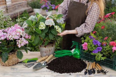 Bahçıvan kadın ortancayı teras masasında toprak, eldiven ve aletlerle donatıyor, bir web sitesi afişi veya ev bitkisi bakımı ve bahçıvanlığı hakkında blog için.