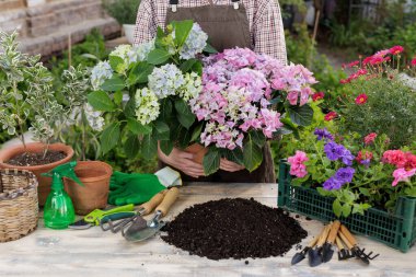 Bahçıvan, dışarıda yeniden saksı yapmak için toprak ve araç gereç hazırlarken ortanca saksısını tutuyor. Web sitesi afişi veya bahçe ve bitki bakımı konulu blog için ideal.