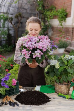 Gardener smells blooming hydrangea at backyard potting table with soil and tools. For website banner or blog about home gardening and repotting.